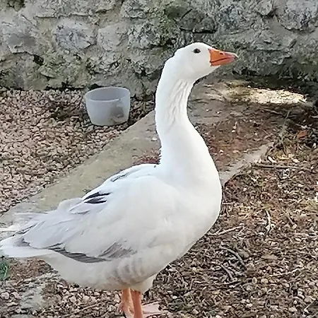 Konukevi Le Domaine De La Plume *