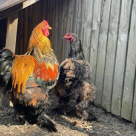Le Domaine De La Plume Konukevi